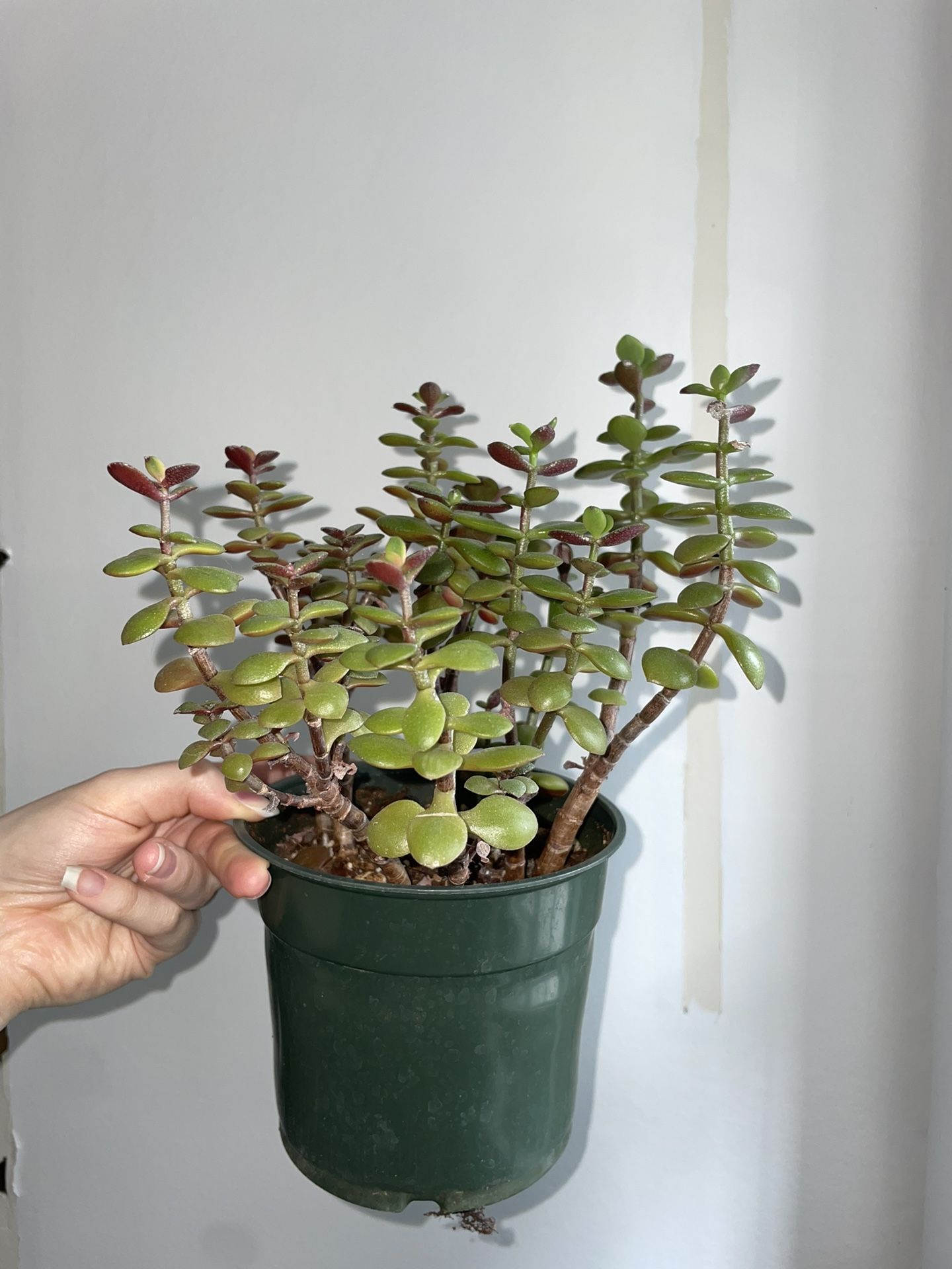 Jade Plant In 5" Pot