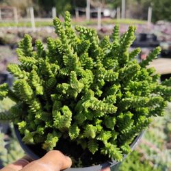 $5 Crassula muscosa Indoor/Outdoor Succulent Plant