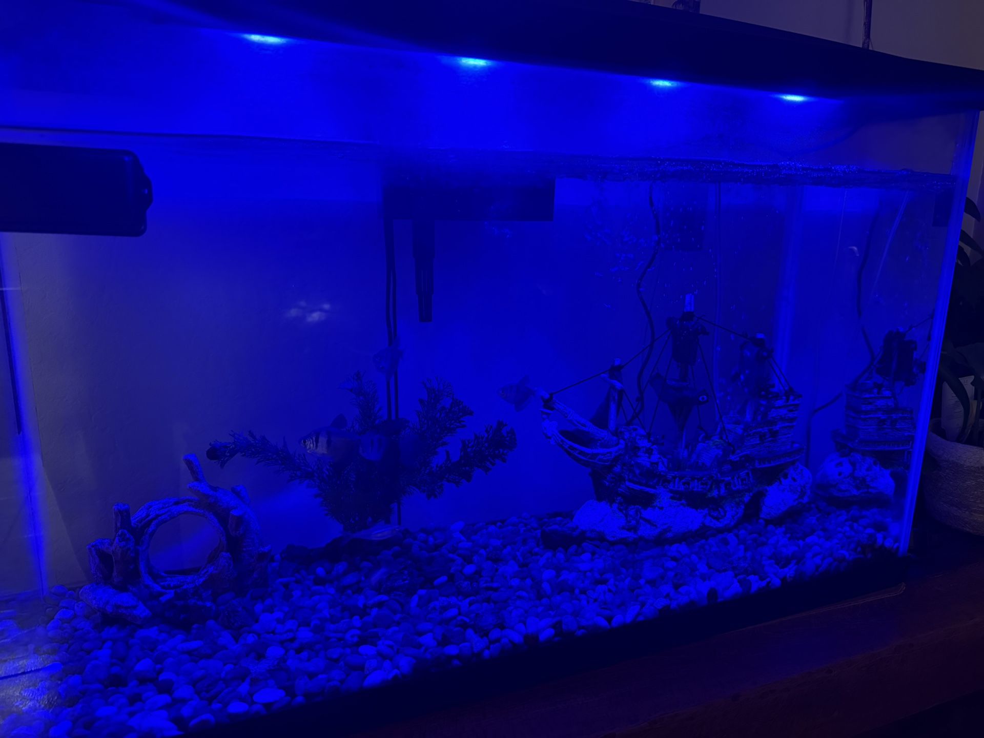 29 Gallons Aquarium With All!