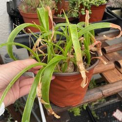 6in Pot Pregnant Onion Plant