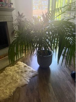 Large living palm tree for indoor or outdoor