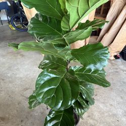 Fiddle Leaf Fig