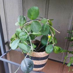 Hoya Obovata house plant in bloom