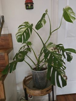 Monstera Albo variegated