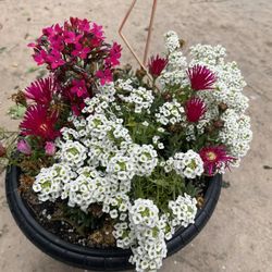 Hanging Pot With A Mixture Of Plants