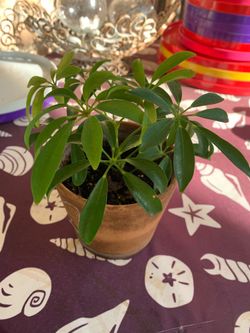 Green Tree Plant ( Sheffiera Arboricola)