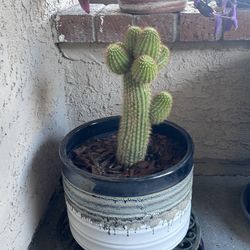 GOLDEN TORCH CACTUS. Echinopsis Spachiana