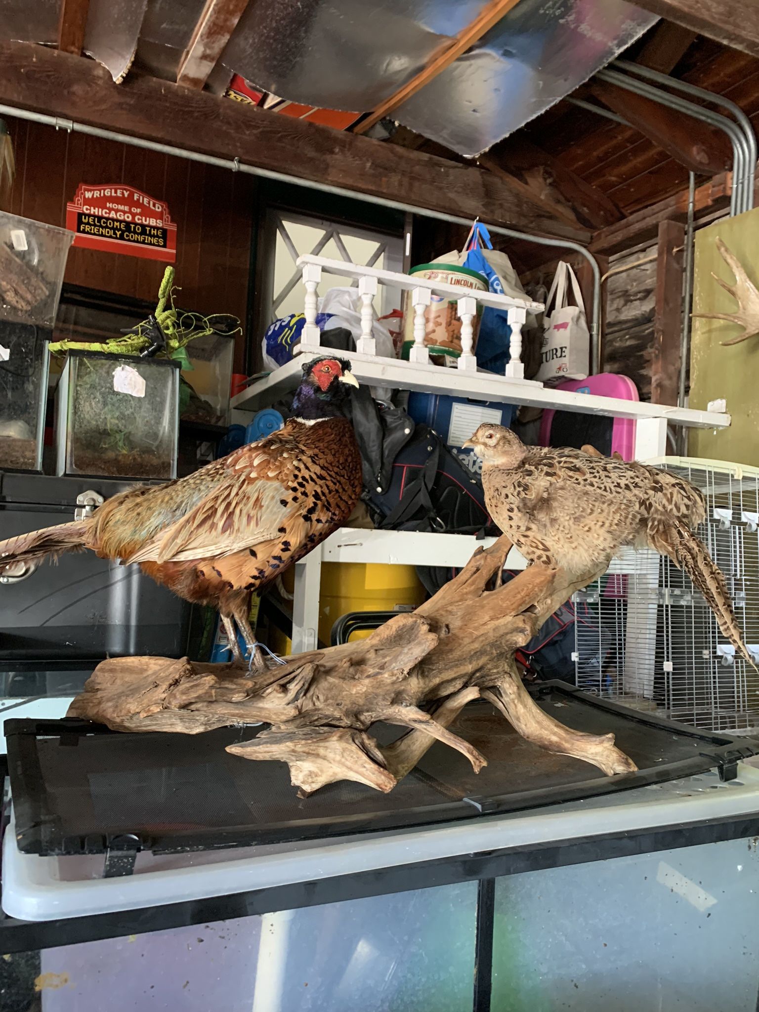 Taxidermy Pheasant Pair!!MAKE OFFER 