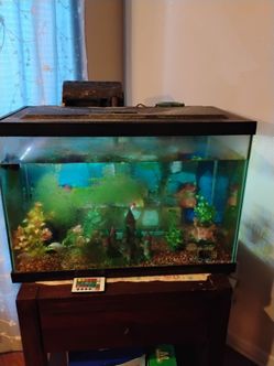 Pecera de 20 galones con 2 filtros pompa de oxígeno 4 peces adornos $25 por todo
