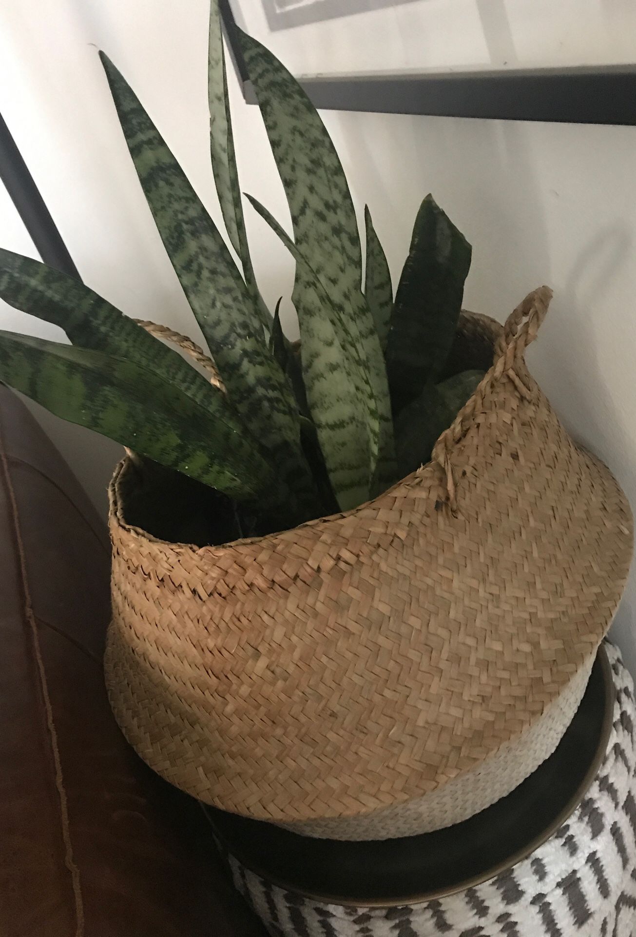 Snake plant with basket