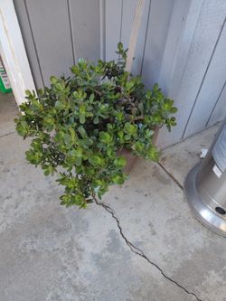 Huge Jade Plant On A Ceramic Pot.