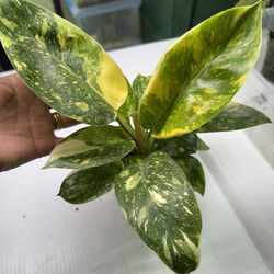 Philodendron Green Congo Nuclear” Hybrid”