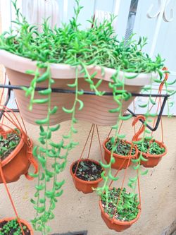 Curio radicans,cadena de plátanos
