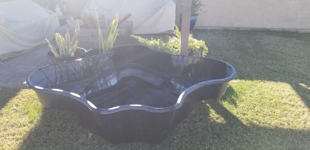 Fish Koi Pond