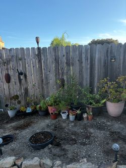 Plants $5-$20