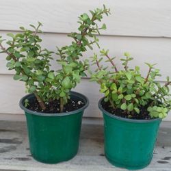 Elephant Bush Succulent Plants 🪴 $5 Each 