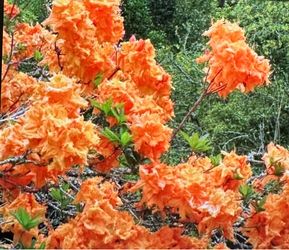 Lg Orange Mollis Azalea in Planter in