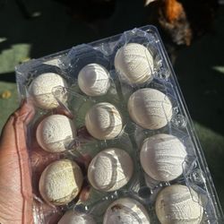 Fertilized Eggs