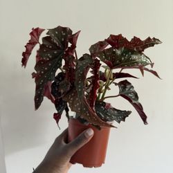 Begonia Black Forest 