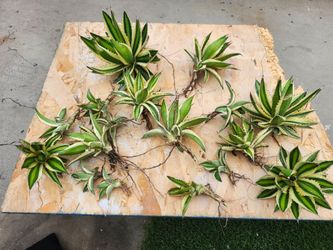 Agave lophantha Quadricolor  Pups
