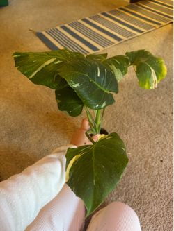 Monstera Thai plant