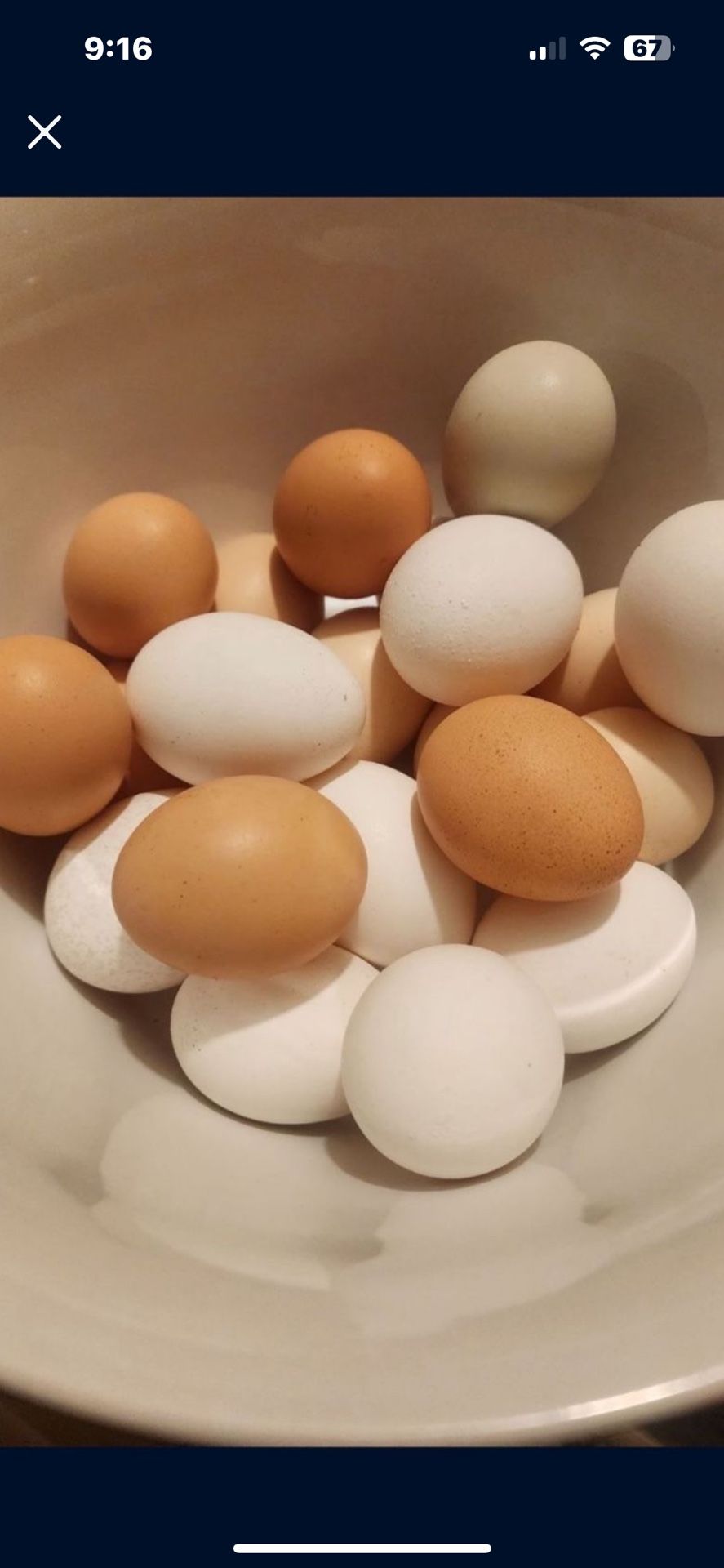 Chicken Eggs