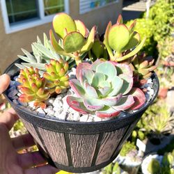 Succulent And Cactus Centerpieces And Arrangements in COVINA