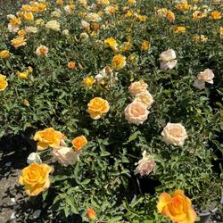 Big Rose Bush 5gallon 