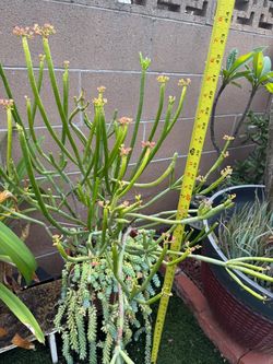 Euphorbia pencil cactus & Donkey tail