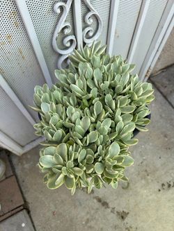 Suculenta