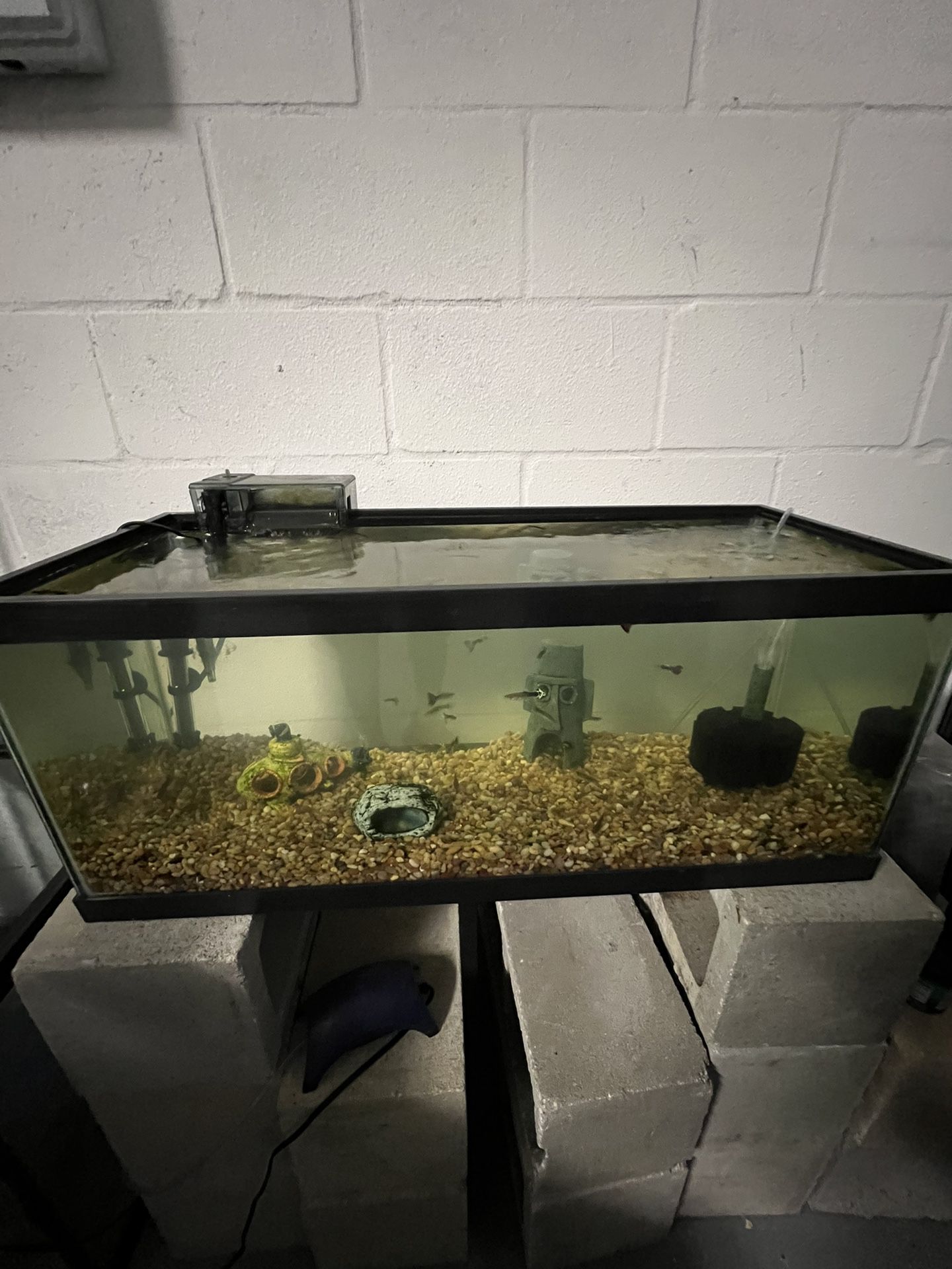 20 Gallon Long Fish Tank