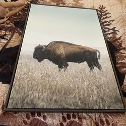 buffalo 
