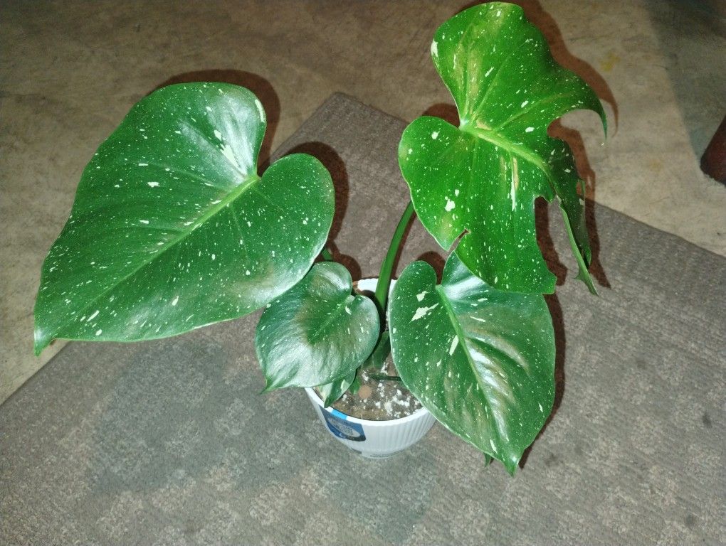 Monstera Thai Constellation LIVE PLANT