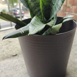 Snake Plant