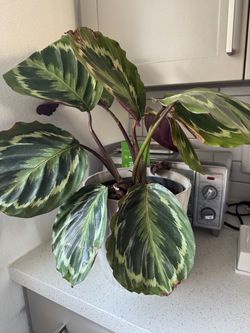 Calathea Medallion Live Indoor Plant
