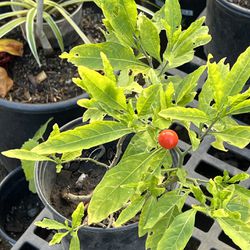 $10 Each Red Berry Christmas Cherry Live Plant in one Gallon pot  This plant is not edible. It is decorative.  CASH ONLY 