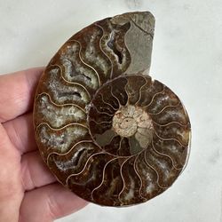 Ammonite stone fossil
