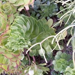 Succulents $1