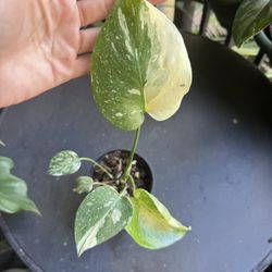 Monstera Thai Constellation Plant 