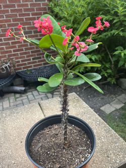 Crown Of Thorne