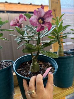 Rosa del desierto $30 cada una