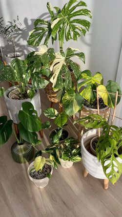 Monstera , pothos houseplants care