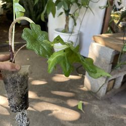 Specialty/rare Alocasia Jacklyn, 2 plants in the pot; exact plant, 95820