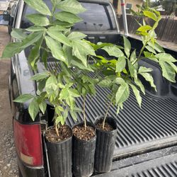 Ice Cream bean Plant