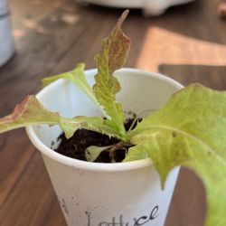 Organic Red Lettuce Plant 