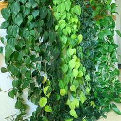 Lush Trailing Philodendron Money Pothos Plant/ House Plant/ Indoor Plant Flower Patio Garden 