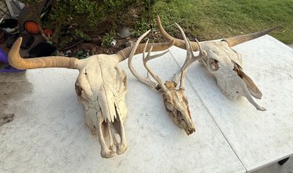 Deer sculls