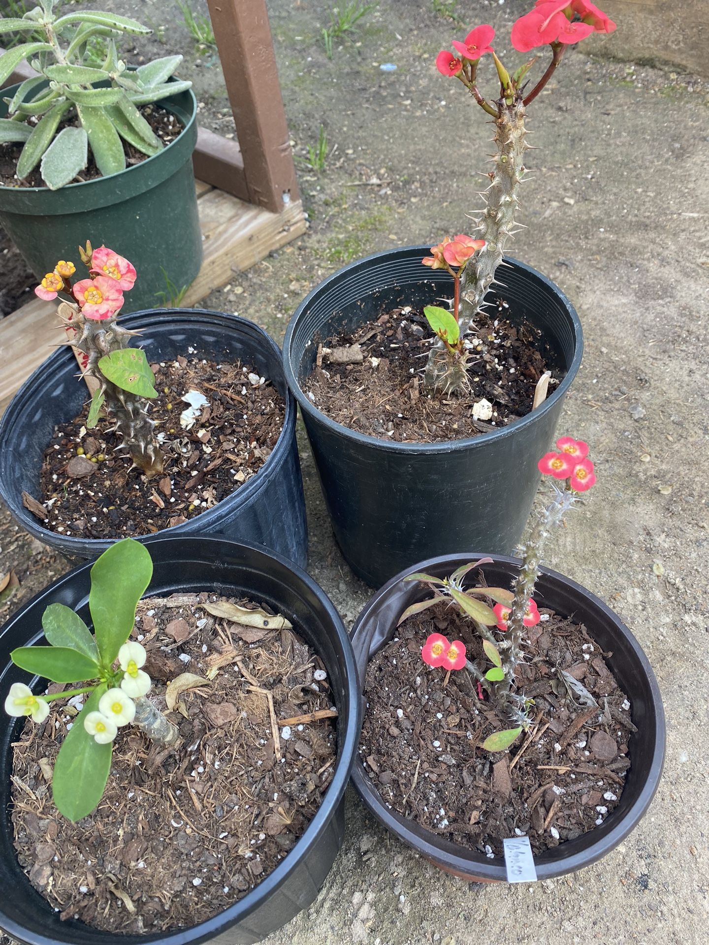 Paquete De Coronas De Cristo $50