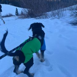 Puppy/Small Dog Snow Jacket