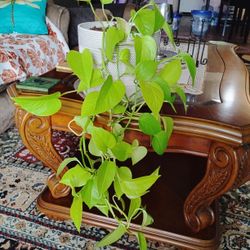 Plant 